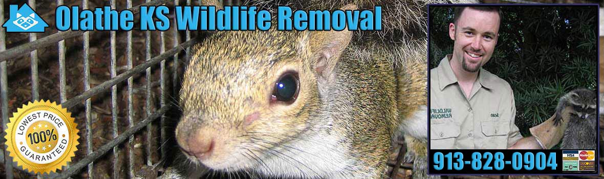 Olathe Wildlife and Animal Removal